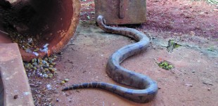 Cobra gigante se recupera de cirurgia