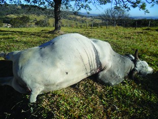 BOI ABATIDO NA ESTRADA É DEIXADO PARA TRÁS