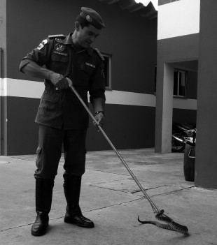 CORPO DE BOMBEIROS: 282 chamados por mês