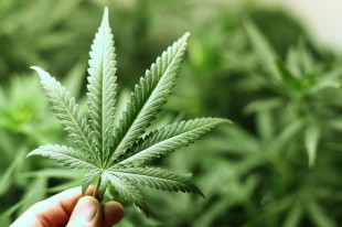 Você é a favor da regularização da maconha?