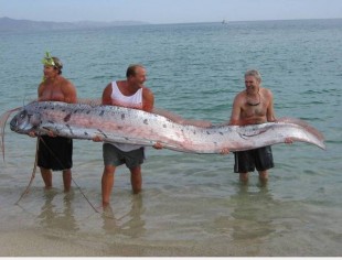 Mistério! Monstro dos mares apavora banhistas e aparece morto