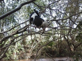 Vaca é arrastada por enxurrada e fica presa a árvore, no oeste do Paraná