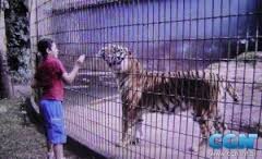 Tigre quase arranca braço de criança no zoo