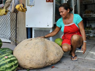 Agricultora encontra batata de 80 kg em sítio na Zona Rural de Manaus