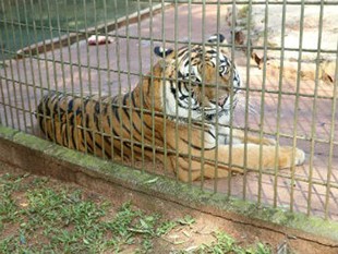 Tigre que atacou menino em zoológico sai do isolamento