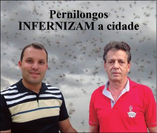 Pernilongos infernizam a cidade