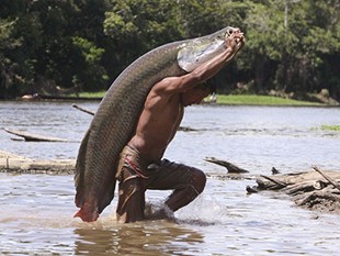 Pirarucu corre risco de extinção