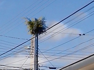 Árvore cresce em cima de poste e chama atenção em Sorocaba