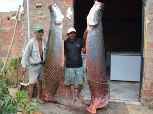 Pescadores fisgam pirarucu de 100 kg e dois metros no interior do PI