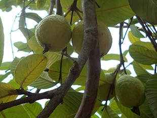 MELHOR AINDA COM FRUTOS