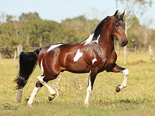  Mangalarga marchador expostos na cidade