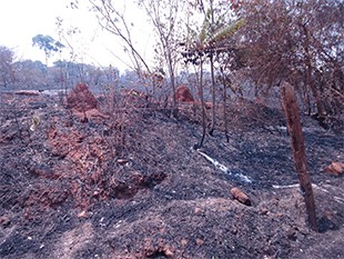 De olho nos incêndios