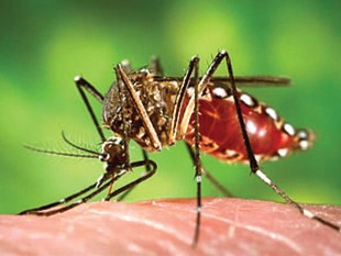  FINALMENTE, SAI A VACINA CONTRA A DENGUE