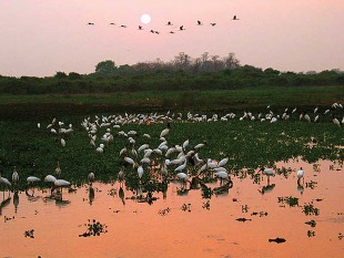 PANTANAL - MT/MS