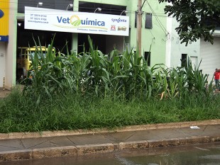 AVENIDA OU TERREIRO?