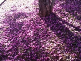 IPÊS ROSAS FLORESCEM, ANTES DO TEMPO