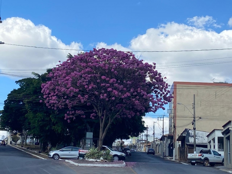 GRITO POPULAR